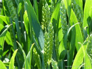 Green wheat growing in the English countryside