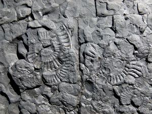 Interesting ammonite fossil imprints in shale at Lyme Regis in Dorset, England