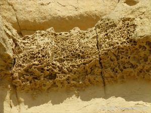 Tafoni in cliff sandstone at West Bay near Bridport, Dorset, England