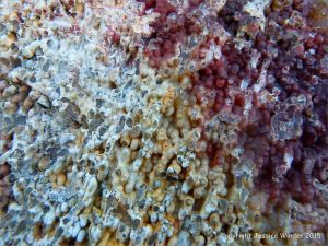 Pattern, colour, and texture at Montjuic in Barcelona, Spain