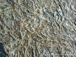 Trace fossil textured rock at Clogher Bay in Ireland