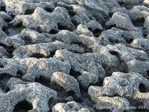 Interesting limestone weathering texture at Fall Bay on the Gower Peninsula in South Wales