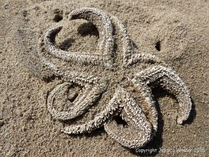 Starfish skeleton on a sandy beach