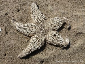 Skeletonised dead starfish in the sand