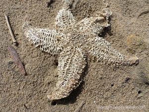 Skeletonised dead starfish in the sand