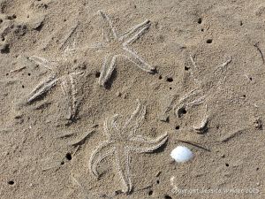 Ghostly shapes of dead starfish in the sand on the beach