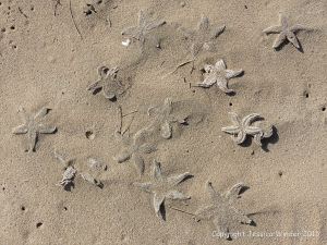 Ghostly shapes of dead starfish in the sand on the beach