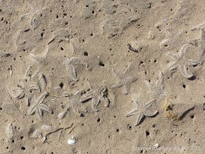 Ghostly shapes of dead starfish in the sand on the beach