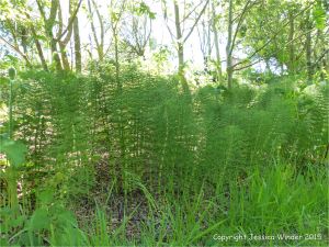 Horsetails growing on a wet embankment