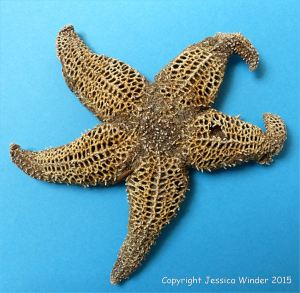 Dead starfish with lattice-work skeleton photographed against a blue background