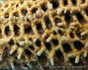 Close up of a starfish skeleton found on the beach