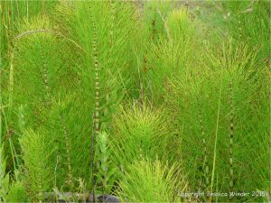 Horsetails growing in wet ground at the coast