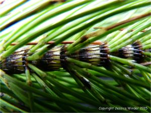 Close-up of Horsetail stem