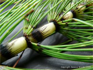 Close-up of a Horsetail stem