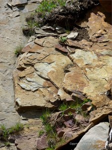 Late Carboniferous Period rocks of the Mabou Group near Cape Enrage