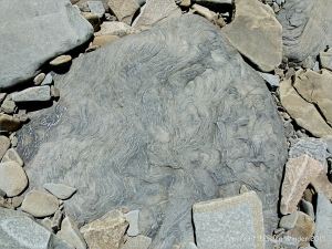 Natural pattern in a beach boulder at Cape Enrage