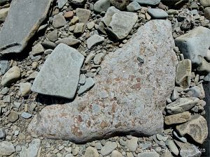 Conglomerate beach boulder at Cape Enrage