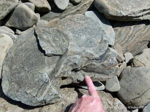 Plant fossils in beach stones at Cape Enrage