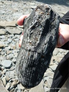Plant fossils in beach stones at Cape Enrage