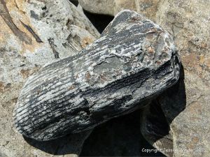 Plant fossils in beach stones at Cape Enrage