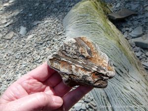 Plant fossils in beach stones at Cape Enrage