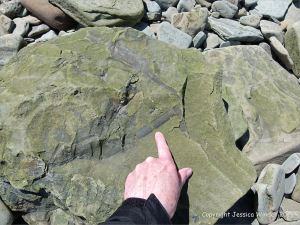 Plant fossils in beach stones at Cape Enrage