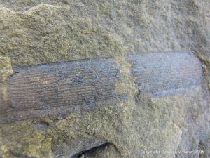 Plant fossils in beach stones at Cape Enrage