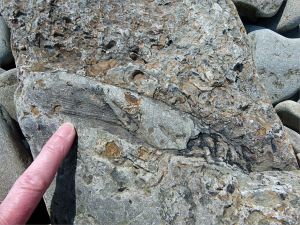 Plant fossils in beach stones at Cape Enrage