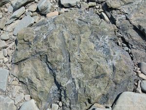Plant fossils in beach stones at Cape Enrage