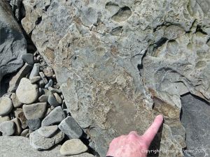 Plant fossils in beach stones at Cape Enrage