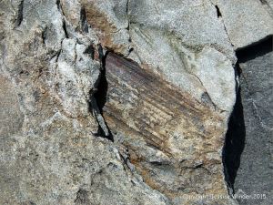 Plant fossils in beach stones at Cape Enrage