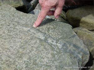 Plant fossils in beach stones at Cape Enrage