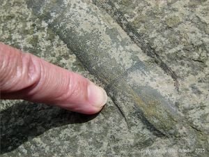 Plant fossils in beach stones at Cape Enrage