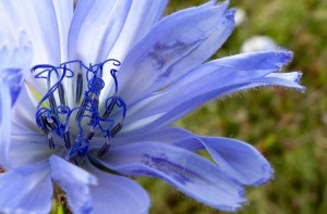 Pale blue flower of perrenial chicory