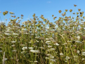 White flowers of wild carrot in Nitten Field