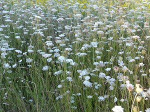 Wild carrot flowers in Nitten Field