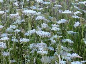 Wild carrot flowers In Nitten Field
