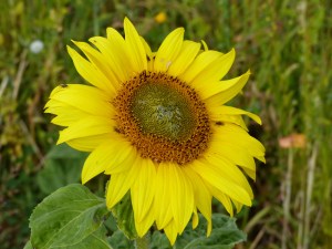 Dwarf sunflower in Nitten Field