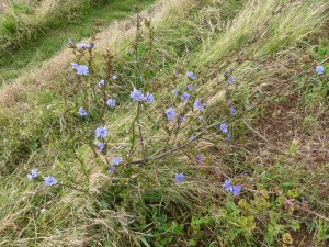Perennial chicory in Nitten Field