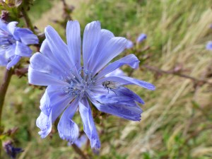 Perennial chicory in Nitten Field