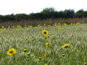 Sunflowers and hybrid barley in Nitten Field