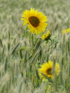 Sunflowers and hybrid barley in Nitten Field