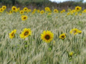 Sunflowers and hybrid barley in Nitten Field