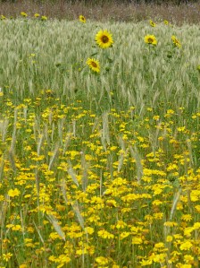 Sunflowers, corn marigolds, and hybrid barley in Nitten Field