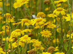 Corn Marigolds in Nitten Field