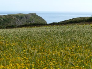 View of Nitten Field looking towards Mewslade Bay