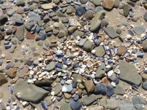 Pebbles and seashells on the beach near Whiteford Point with cockle and mussel shells