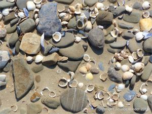 Pebbles and seashells on the beach near Whiteford Point