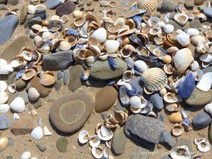 Pebbles and seashells on the beach near Whiteford Point