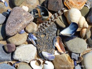 Pebbles, shells, and a feather on the beach near Whiteford Point